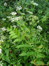 Image result for Berula erecta