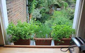 They can't handle the magnification of the sun. What Are The Perfect Plants For A Window Kitchen Garden Vertical Veg