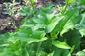 Edible perennial gardening is a way to grow crops while saving time, money, and effort. Perennial Vegetables 15 Easy To Grow Choices For The Garden