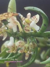 Image result for Schizochilus sulphureus
