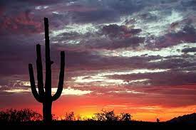 You signed in with another tab or window. Las Aventuras Sign Language For Cactus