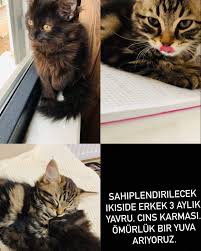 Konya Kedi Kopek Sahiplendirme Ana Sayfa Facebook