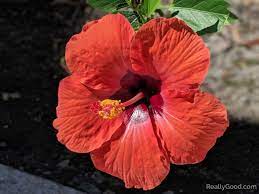 Hibiscus Flower Hibiscus Rosa Sinensis Hibiscus Hibiscus Flowers