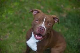 Savings will automatically reflect in the shopping cart with the purchase of qualifying merchandise. Alachua County Animal Services Offers Free Adoption Local Living Gainesville Florida Mainstreetdailynews Com
