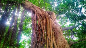 Image result for Ficus stuhlmannii