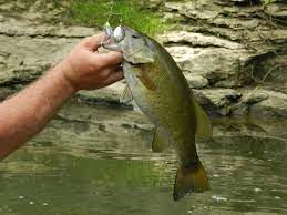 Small square bills and stickbaits were best. What Are Feeder Creeks And Why Should We Fish There