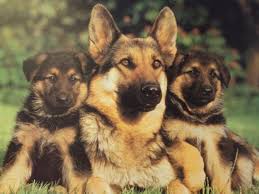 German Shepherd Dog Germanshepherd German Shepherd Wallpaper German Shepherd Breeds Cute German Shepherd Puppies