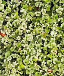 Image result for Dichondra