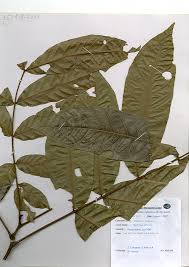 Image result for Lepisanthes senegalensis