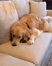 I M Not Hiding Anything I Promise Https Ift Tt 2k3c0ha Cute Puppies Cats Animals Cool Pets Funny Animals Cute Animals