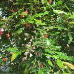Image result for Ochna atropurpurea