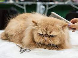 Find your perfect cat sitter on care.com, the world's largest website for care. The Supreme Cat Show Is It Possible To Train A Moggie The Independent The Independent