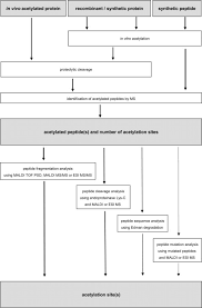 A mutation, which may arise during replication and/or recombination, is a permanent change in the nucleotide sequence of dna. Probing Lysine Acetylation In Proteins Molecular Cellular Proteomics