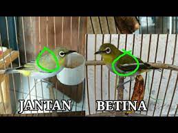 Membedakan Pleci Buxtomi Jantan Dan Betina Youtube