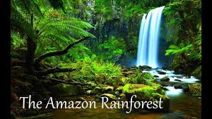 Résultat de recherche d'images pour "Amazonian rainforest"