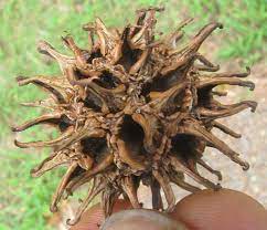 It is used for its lumber, and is one of the most common sources of hardwood and plywood, but also produces spectacular colors as it drops its leaves in the fall. Sweetgum Liquidambar Styraciflua