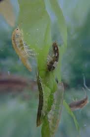 Petersburg, fl pest control professional from hughes exterminators for complete home pest control and wildlife removal. Species Accounts Springerlink