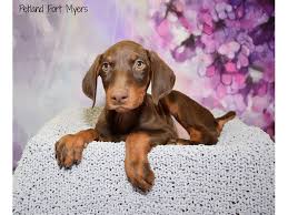 It's also free to list your available puppies and litters on our site. Doberman Pinscher Dog Female Red Rust 2879154 Petland Fort Myers Florida