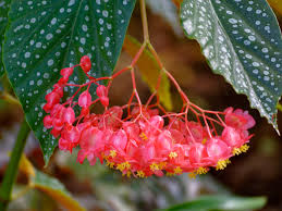 Image result for Begonia