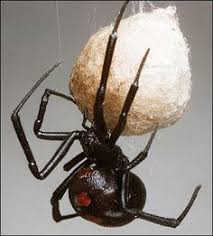 But you should also not become totally superstitious about them. 46 Black Widow Tattoo Ideas Black Widow Tattoo Spider Tattoo Tattoos
