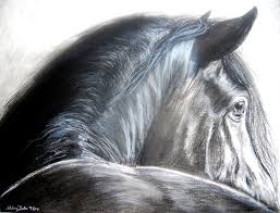 Black Horse Drawing In Charcoal Horse Drawing Horse Drawings Animal Drawings