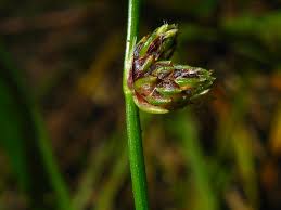 Image result for Isolepis setacea