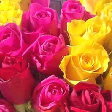Rose Flower Varieties And Types Of Roses Theflowerexpert
