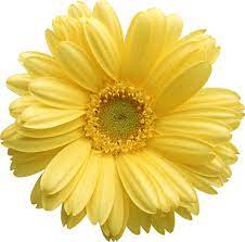 Gallery Recent Updates Flower Clipart Gerber Daisies Flower Images