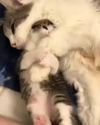 Oynamaya Doyamayan Bebeler Ve Uykusuz Anneler Digerleri Icin Takip Et Hayvanlarbialem Hayvan Hayvanlar Sevi Hayvanlar Hayvan Bebekler Cute Kittens