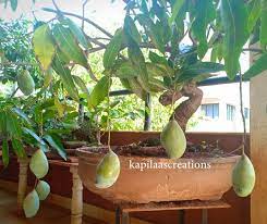 How To Make Mango Tree As Bonsai Mango Plant Plants Bonsai Fruit Tree