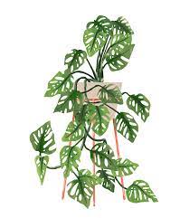 My care guide for a monstera adansonni, these tips have helped me keep this plant growing nice and healthy. Monstera Adansonii