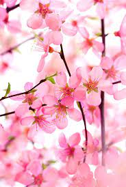 Whatsapp Wallpaper Hd Flowers Hd Flowers Hd Flower Wallpaper Beautiful Flowers Photos
