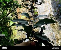 Image result for Ilex mitis