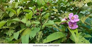Image result for Marantochloa purpurea