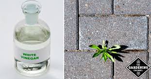 The manufacturer says that after 24 hours, any remaining vinegar will. Can Vinegar Kill Weeds Gardening Channel