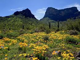 We did not find results for: Where To See Arizona Wildflowers In 2021 Hikes And Scenic Drives
