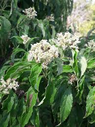 Image result for Hoslundia