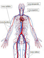 We did not find results for: Sop Cara Injeksi Intravena Iv Bangsal Sehat