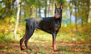 porody sobak bez hvosta foto opisanie