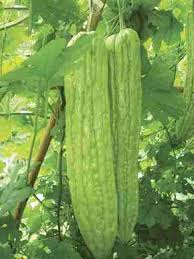 Maybe you would like to learn more about one of these? Bitter Gourd Seeds Mara A K A Asian Vegetable Bitter Melon1 4 Lb In 2021 Plant Benefits Mallow Plant Bitter Gourd