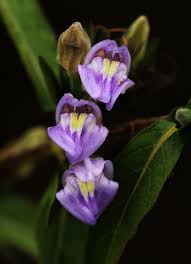 Image result for Hygrophila spiciformis