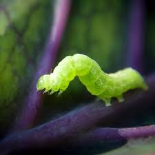 Caterpillar, green worm holding upside down underneath the green leaf with blurry green nature background. Cabbage Looper Control Planet Natural