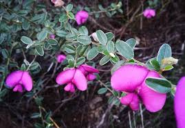 Image result for Podalyria