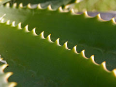 Check 'lidah buaya' translations into english. Aloe Vera Aloe Vera Barbados Aloe First Aid Plant Medicinal Aloe Pfaf Plant Database