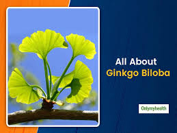Berg keto consultant today and get the help you need on your journey. Ayurveda 101 Know Ginkgo Biloba Health Benefits Uses And Side Effects