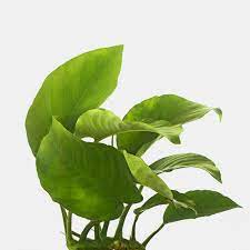 Anubias Barteri Planted Aquarium Freshwater Aquarium Plants Plants