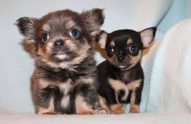 Find your new companion at nextdaypets.com. Minichihuahuas Minichihuahuawelpen Und Tea Cups