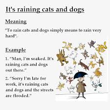 English Language Idioms West London English School English Language Idioms English Language Raining Cats And Dogs