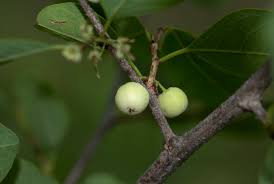 Image result for Flueggea virosa