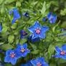 Image result for Anagallis barbata